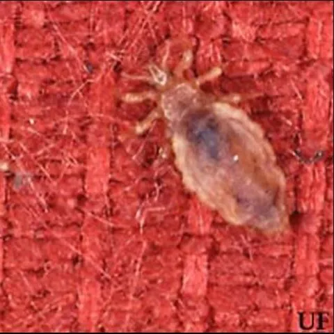 thumbnail for publication: Human Lice: Body Louse, Pediculus humanus humanus Linnaeus and Head Louse, Pediculus humanus capitis De Geer (Insecta: Phthiraptera (=Anoplura): Pediculidae)